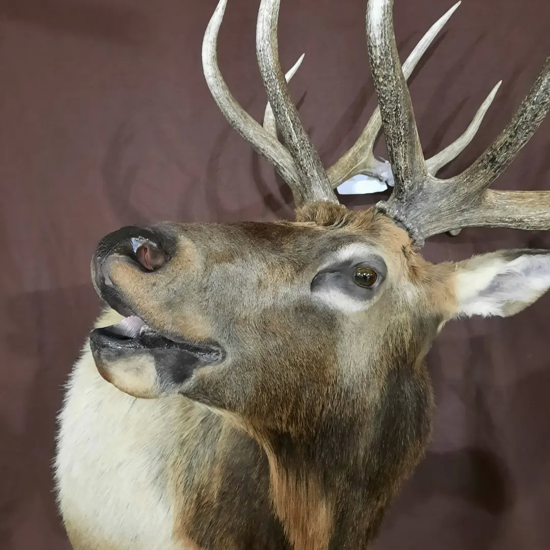 cool deer shoulder mounts